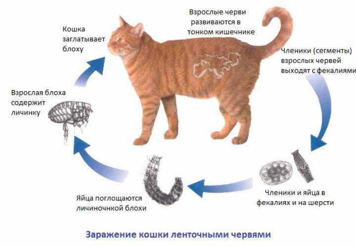 Заражение глистами