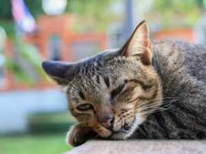 Почему у кошки текут слюни изо рта – основные причины саливации