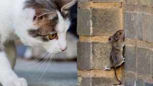 Охота на мышь