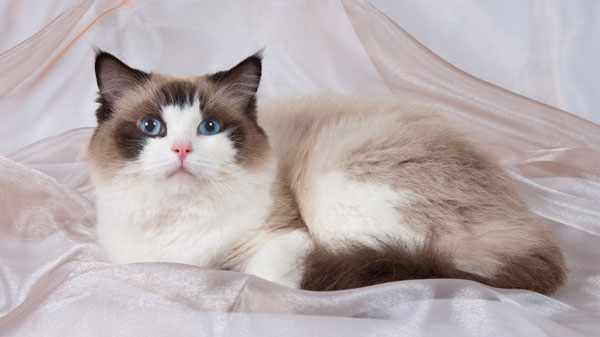 Обворожительная кошка с голубыми глазами породы рэгдолл