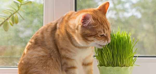 Коты любят разные виды травы