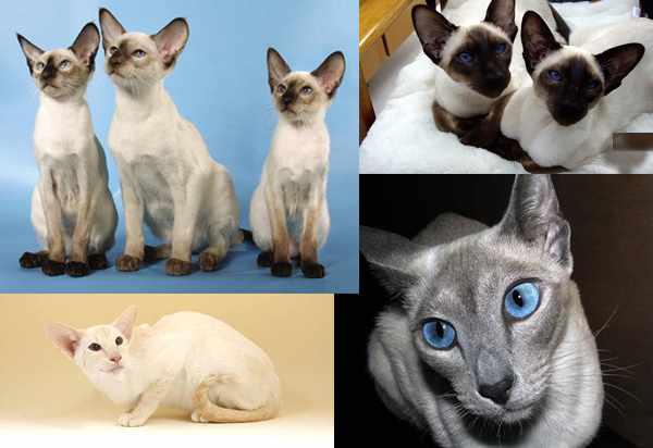 Сиамские кошки бывают разных окрасов