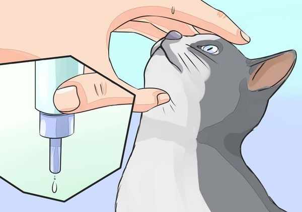 Как правильно закапывать кошке глаза