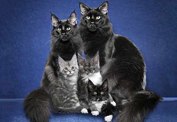 Кот мейн-кун может наравне с самкой заботиться о котятах