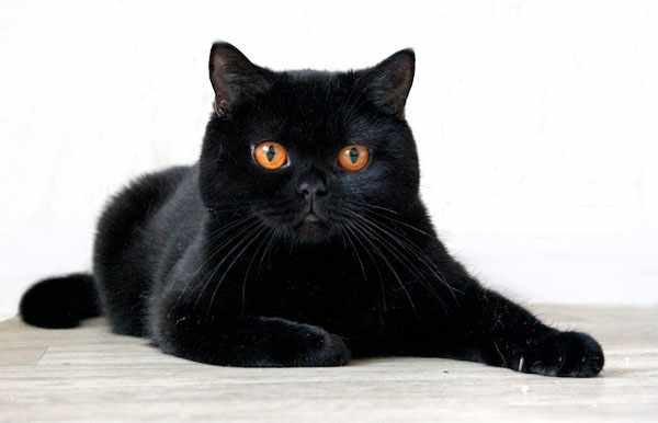 Кошки с черным окрасом выглядят очень благородно