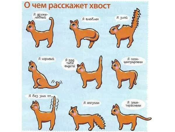 Как распознать язык кота по хвосту
