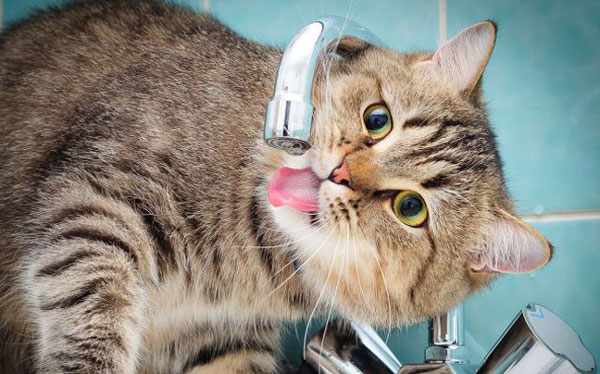 Без воды кошка может продержаться максимум 7 дней