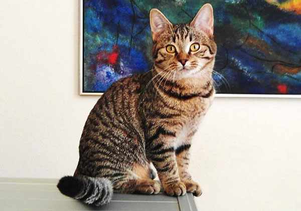 Кот кельтской породы крепкое, сильное и одновременно гибкое животное