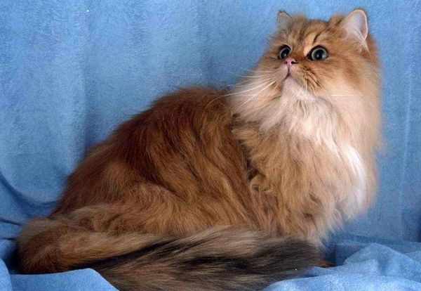 Персидская кошка – популярное домашнее животное