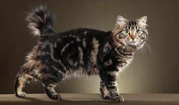 Американский бобтейл – порода короткохвостых кошек
