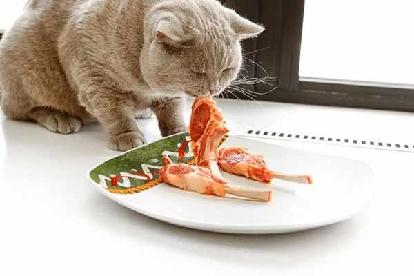 Британского кота лучше кормить говядиной