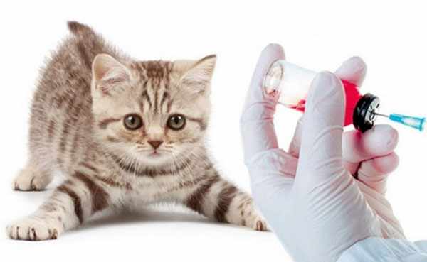 Рекомендовано отдавать котят после проведения первой вакцинации