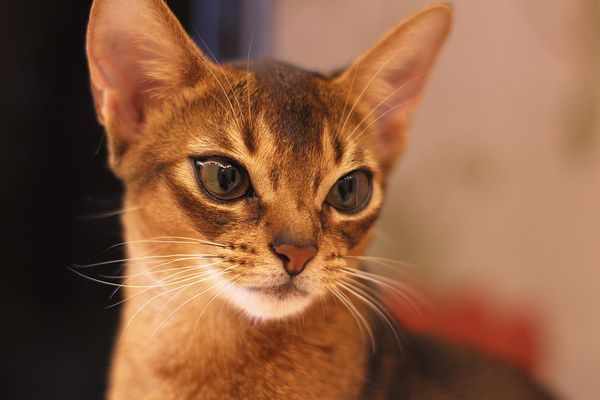 Котенок породы каракет Котенок породы каракет
