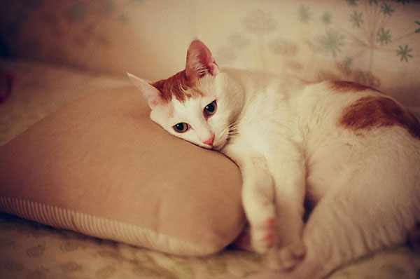 Больной кот отдыхает на подушке