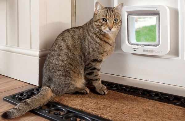 Фиксированная дверца для кошек - самая надежная