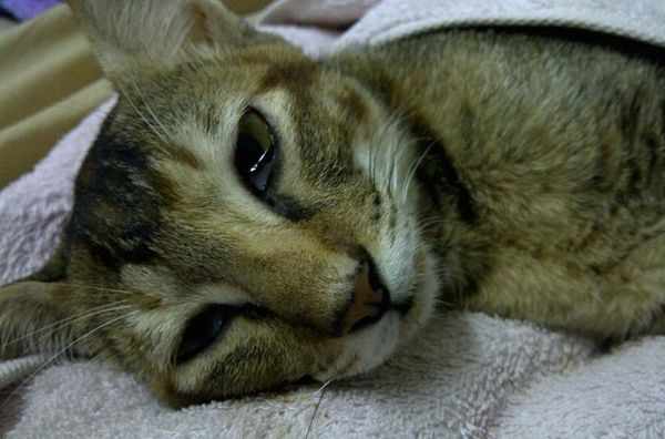 При лейкозе кошка часто испытывает вялость и сонливость