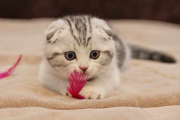 Вислоухий шотландский котенок Вислоухий шотландский котенок
