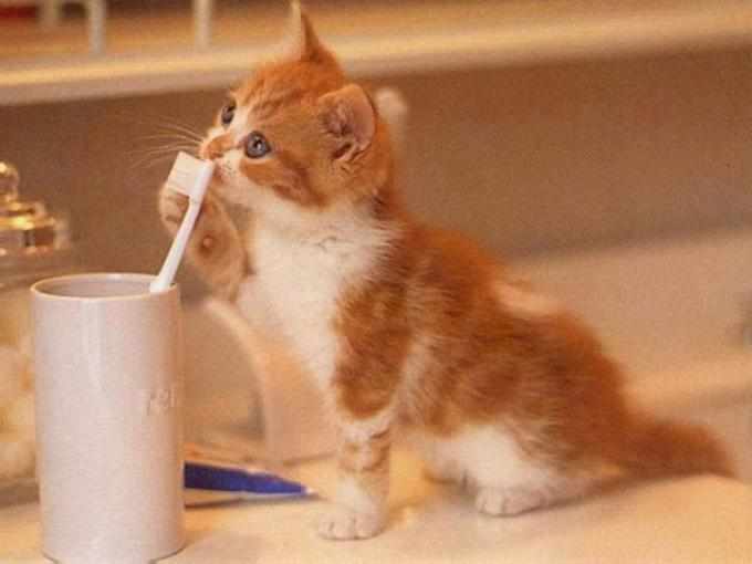 Котята нуждаются в щадящей чистке зубов