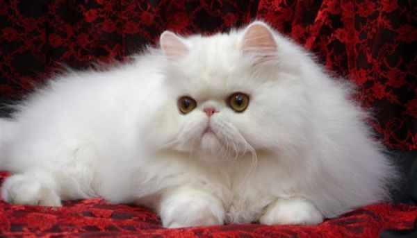 Экстремальная порода персидской кошки