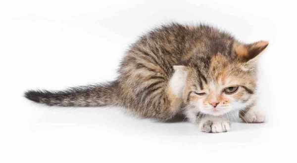 У кошек дерматит часто возникает из-за наличия паразитов