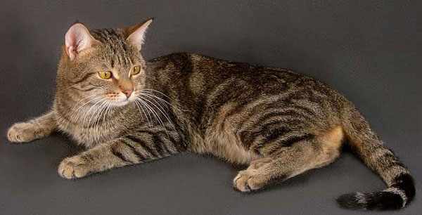 Европейская короткошерстная кошка достаточно крупная и мускулистая