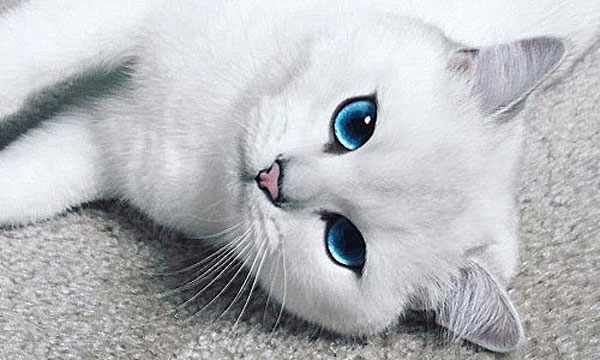 Обворожительный кот с голубыми глазами