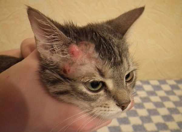 При аллергии кошке назначается лечение