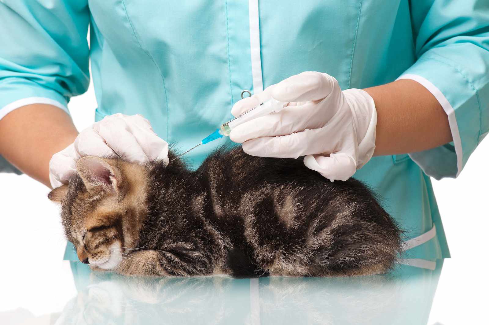 Котенок на приеме в ветеринарной клинике