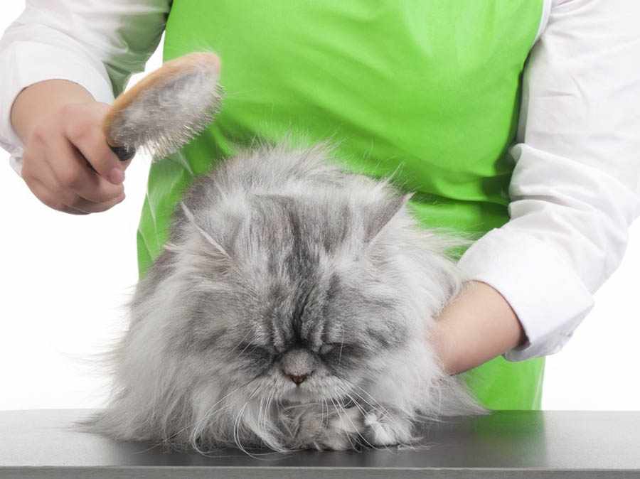 Как избавиться от колтунов у кошки без стрижки в домашних условиях