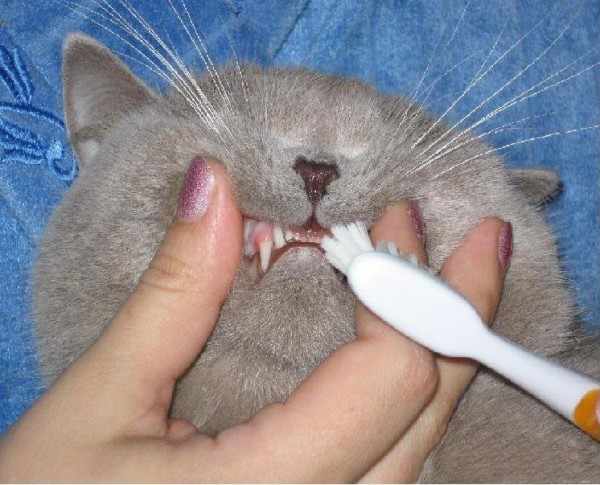 Котятам почаще необходимо чистить зубки, глазки и ушки