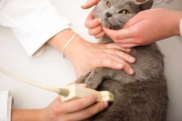УЗИ брюшной полости кошки