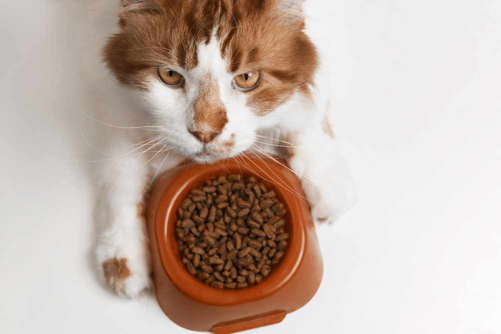 Сухой корм для котов и кошек