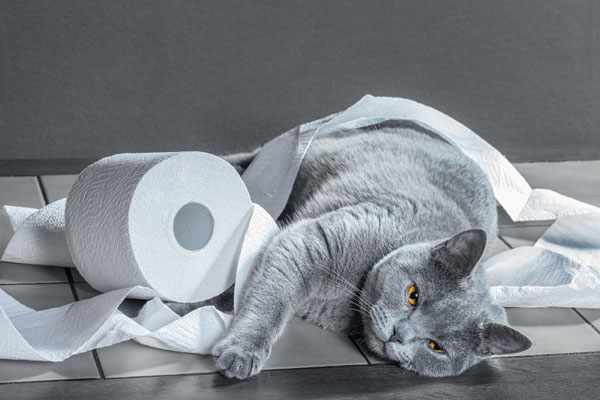 Красивый кот играет с рулоном бумаги