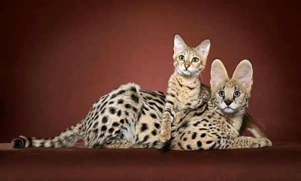 Кошки породы саванна отличаются леопардовым окрасом и крупным размером