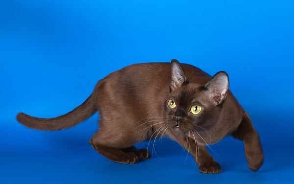 Американская порода кошки Бурма