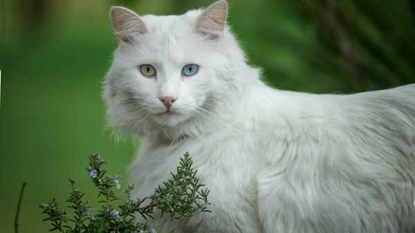 Ангорская порода кошек