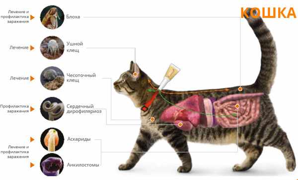 Бактерии и паразиты, которые поражают организм кошки