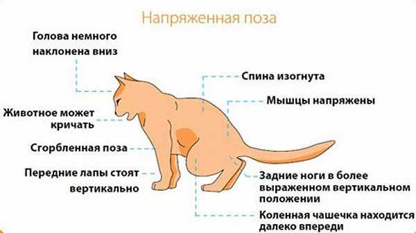 Симптомы мочекаменной болезни у кошек Симптомы мочекаменной болезни у кошек