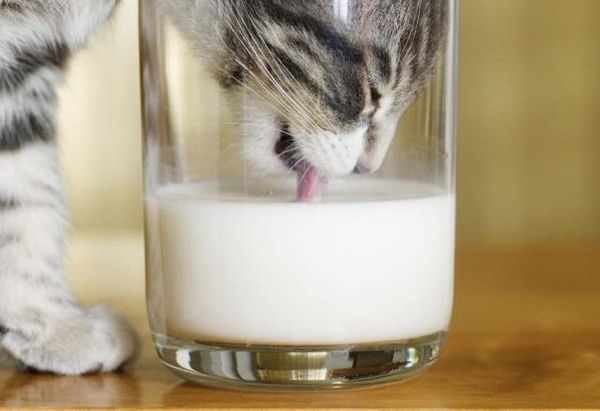 Молоко можно давать кошкам