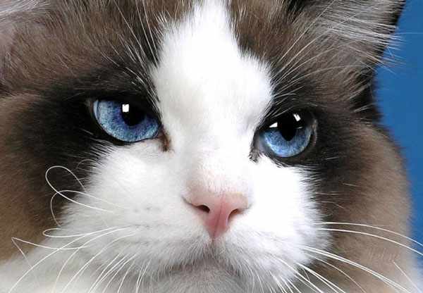 Отличительная особенность - это ярко-голубые и очень умные глаза
