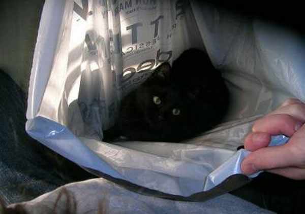 Черный кот мило отдыхает в пакете