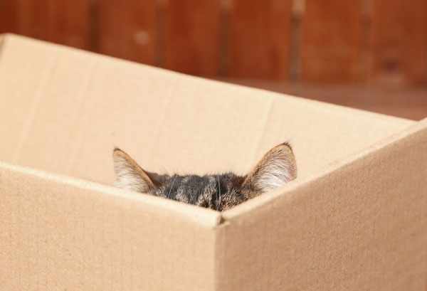 Кот сидит в засаде в коробке