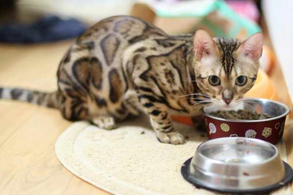 После операции кот сосредоточен только на еде