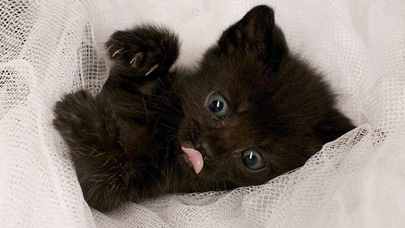 Имя черному котенку можно дать причудливое