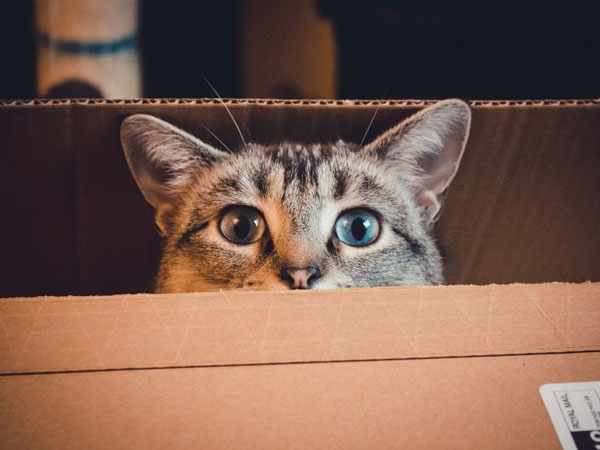 Картонная коробка для кота, как способ защиты от опасности