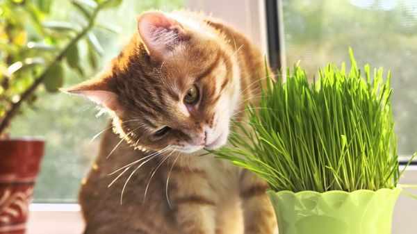 С помощью травы коты чистят желудок