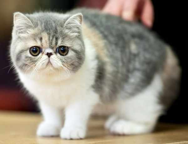 Кот экзот относится к искусственно выведенным породам Кот экзот относится к искусственно выведенным породам