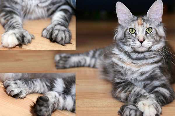 Полидактильный мейн-кун (кот с лишним пальцем)