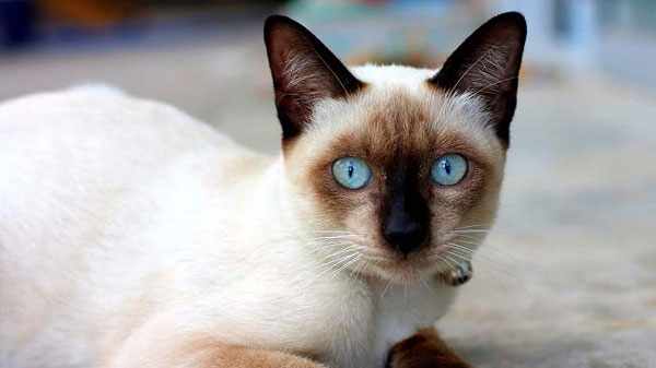 Сиамская кошка отличается особой грациозностью и миниатюрностью