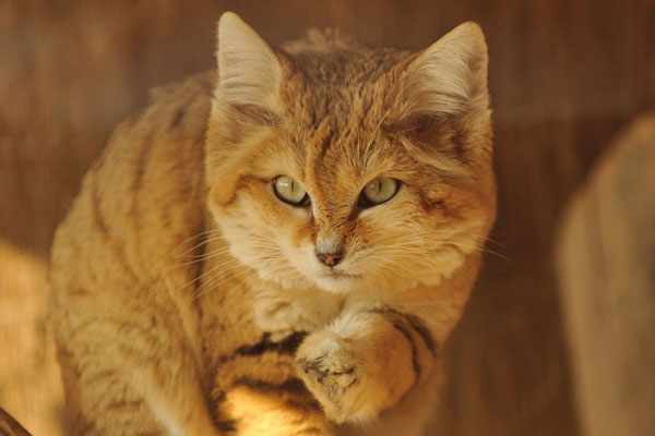Барханная кошка относится к самым мелким породам среди диких кошек